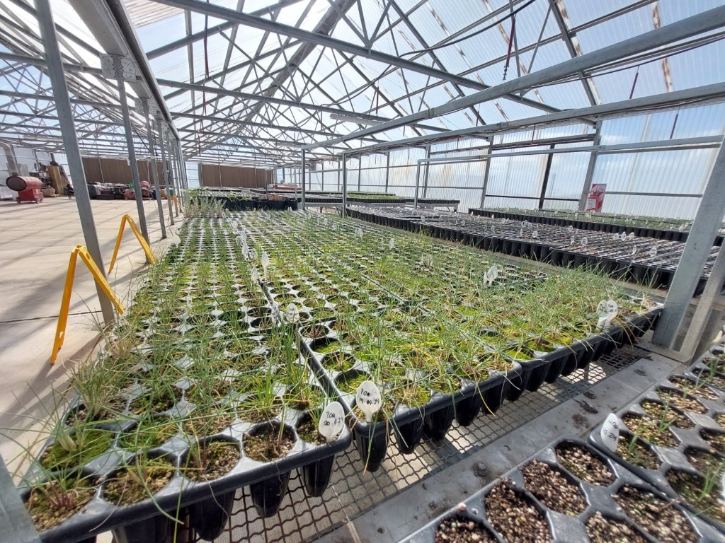 Producción de especies nativas en vivero